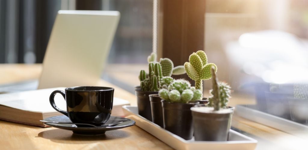 window desk with laptop, coffee, and potted plants 