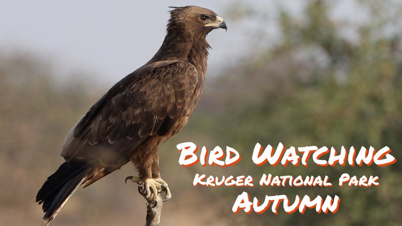 44 Avian Species to Explore in Kruger National Park