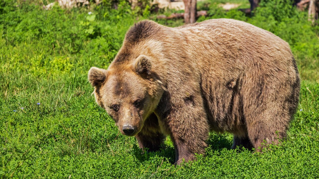 Bear Safety Guidelines: Trekking and Camping in Bear Regions