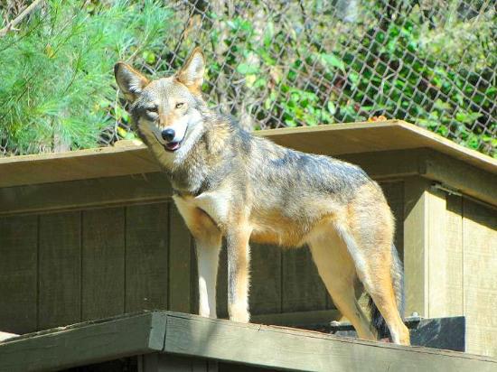 Crimson Wolf at WNC Nature Center
