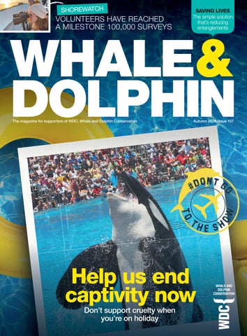 Oceanic Expedition Beckons: Whale Observing in New Zealand!
