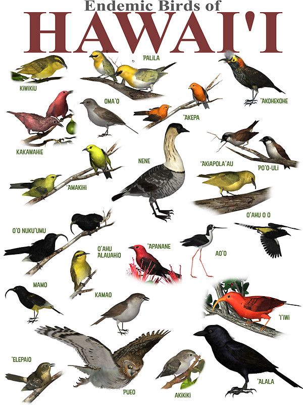 Patagonia’s Avifauna: A Manual for Birdwatching Aficionados