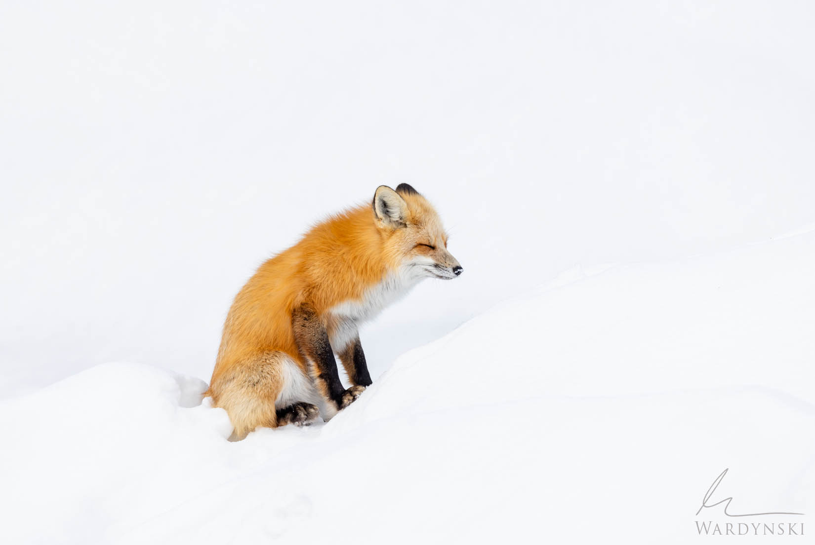 Prime Locations for Winter Wildlife Observation in Yellowstone