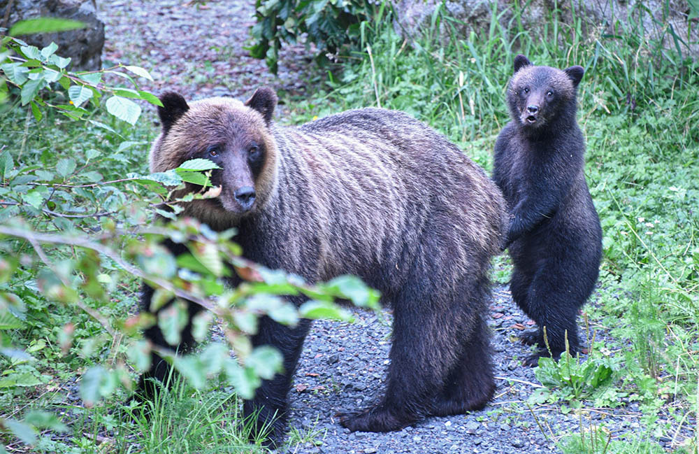 Bear Safety Recommendations: Trekking and Camping in Bear Regions