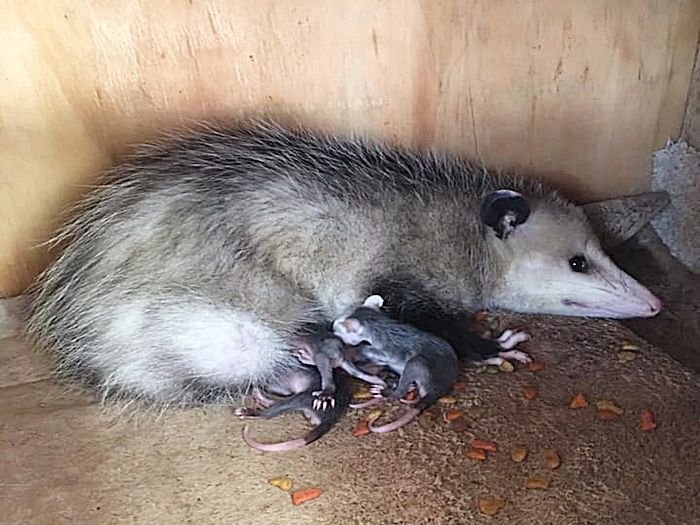 The Multifaceted Applications of the Opossum Tail