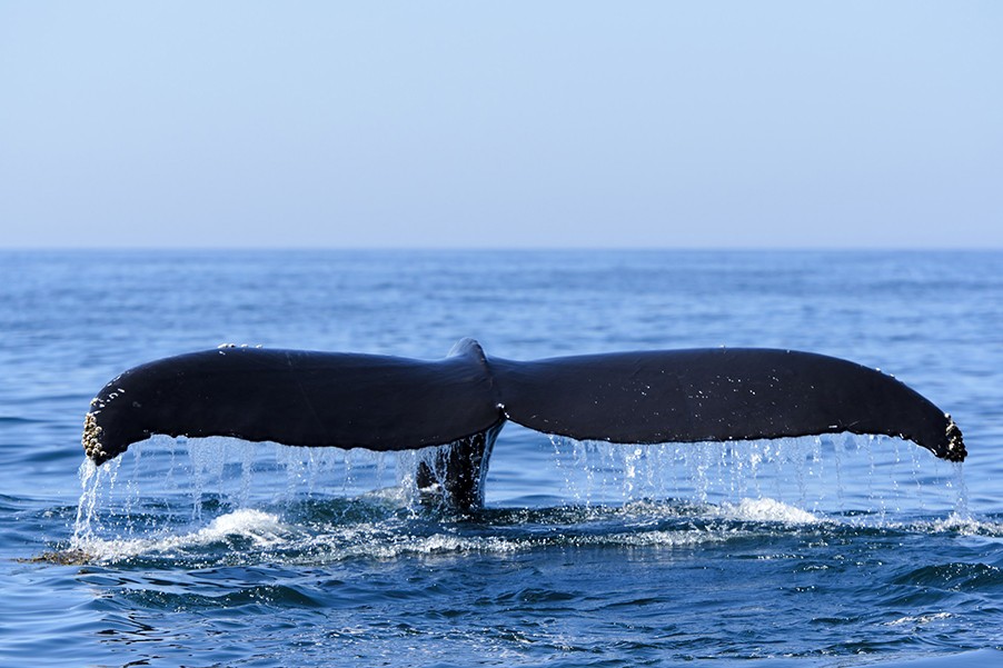 Whale Watching Expedition in Hermanus, South Africa