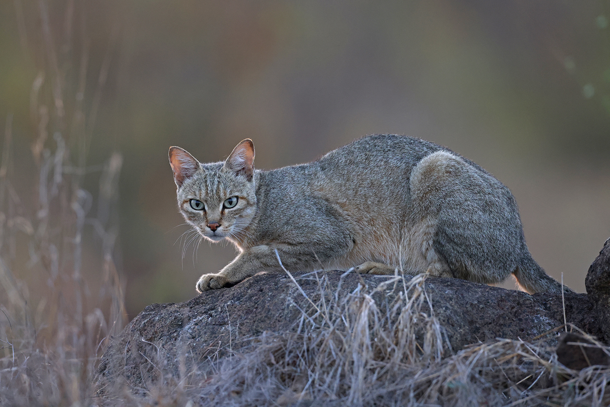 44 Bird Species You Can Observe in Kruger National Park