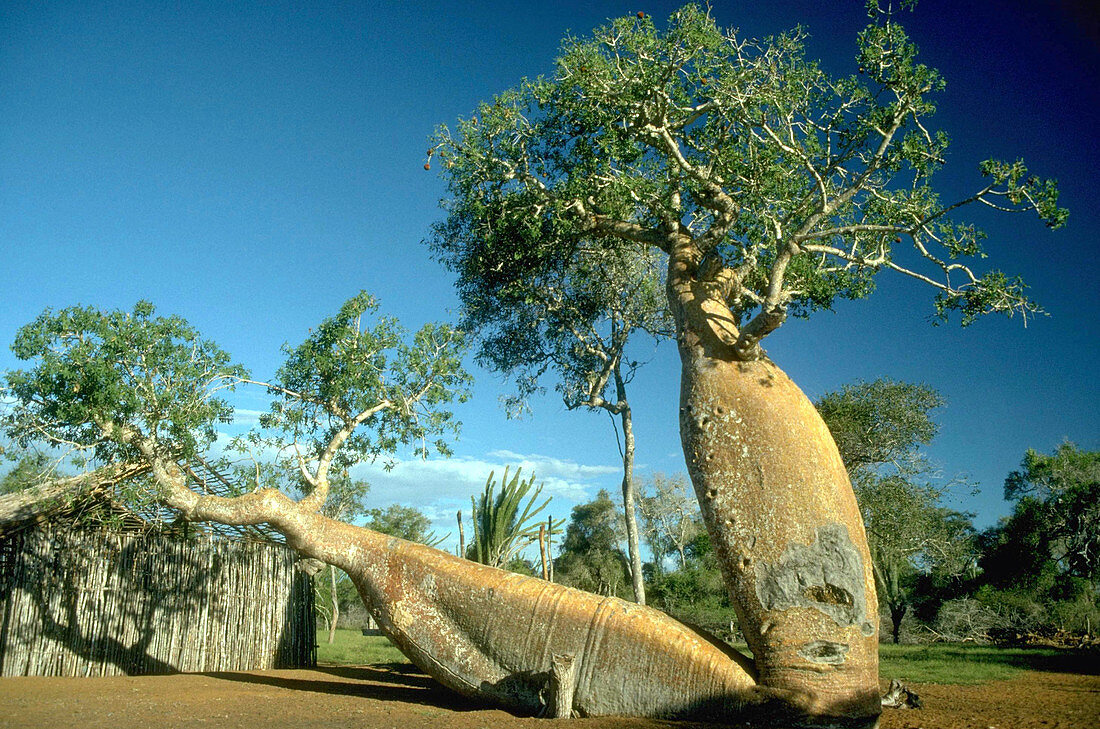 Premier Glamping Adventure in South Africa: Few & Far Luvhondo