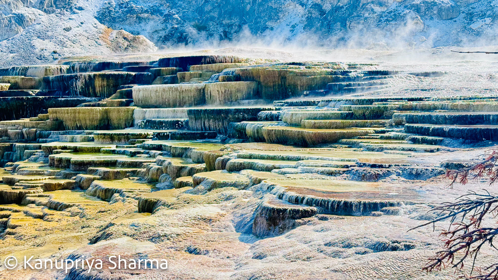 Prime Locations for Winter Wildlife Observation in Yellowstone