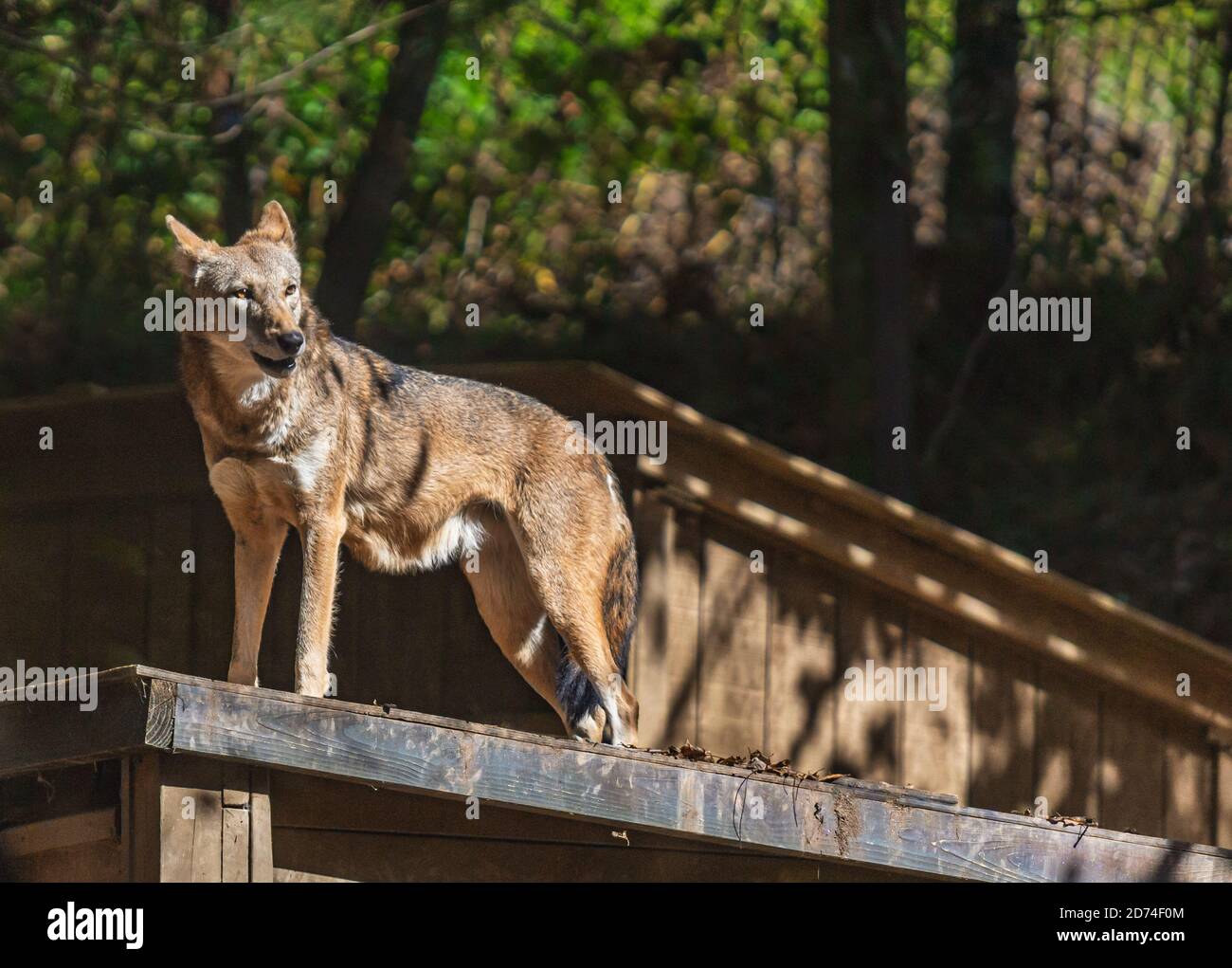 Red Wolf at WNC Nature Center