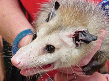 The Multifaceted Applications of the Opossum Tail
