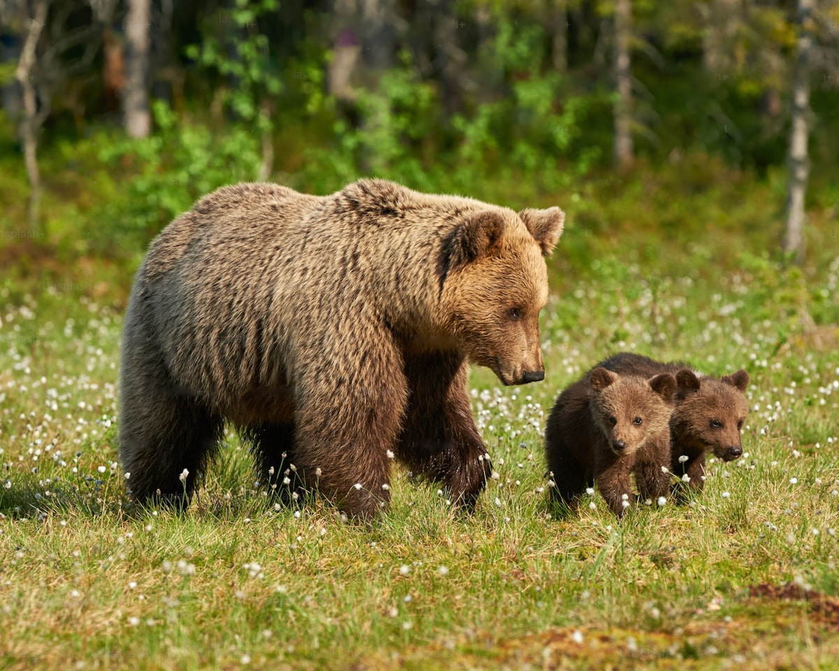 Bear Safety Recommendations: Trekking and Camping in Bear Territories