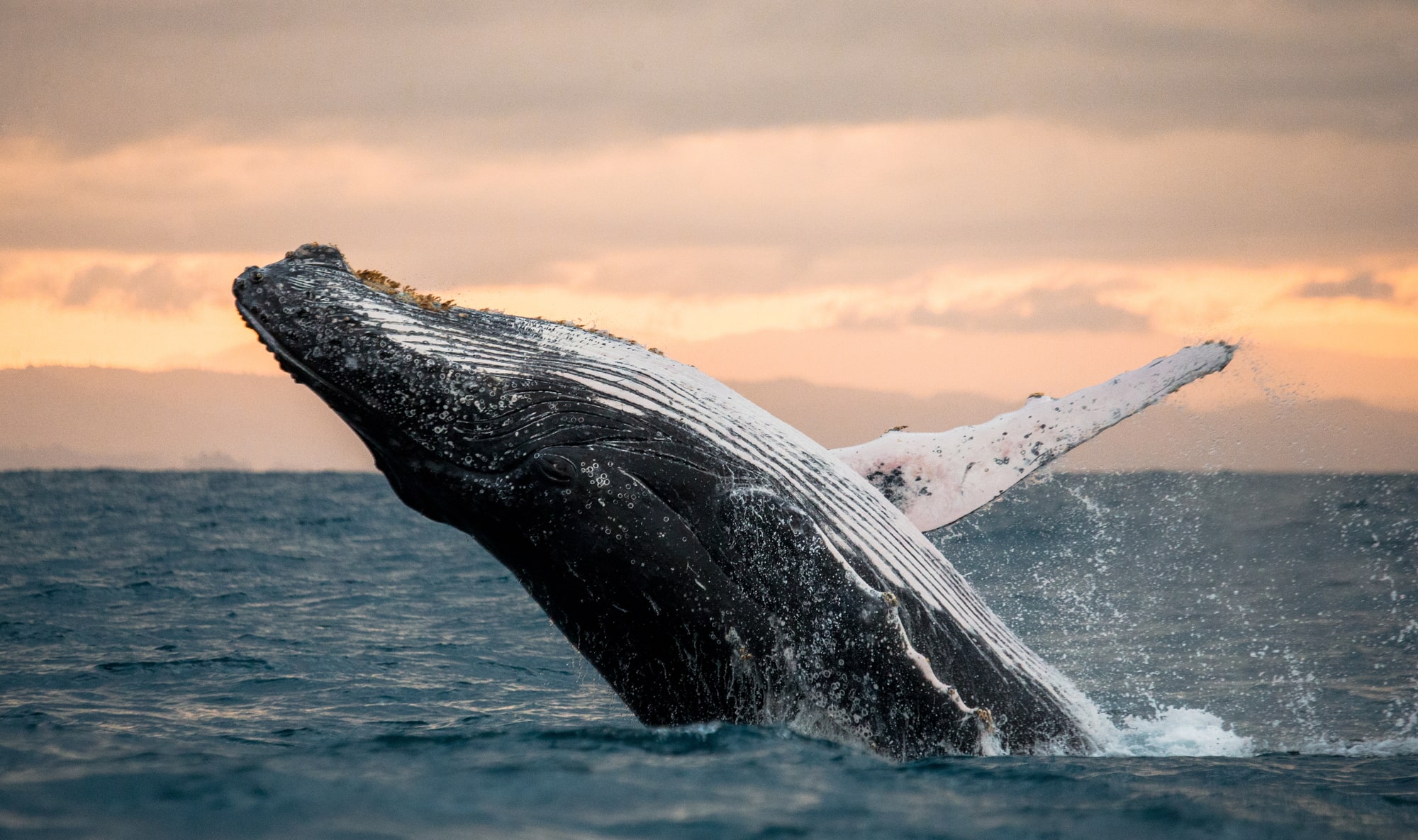 Oceanic Expedition Beckons: Whale Observation in New Zealand