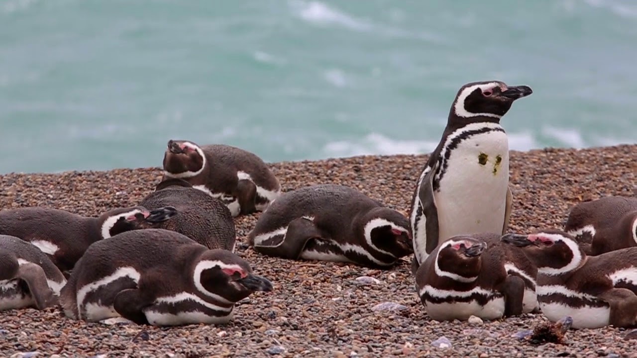 Patagonia’s Feathered Marvels: An Enthusiast’s Handbook for Birdwatching