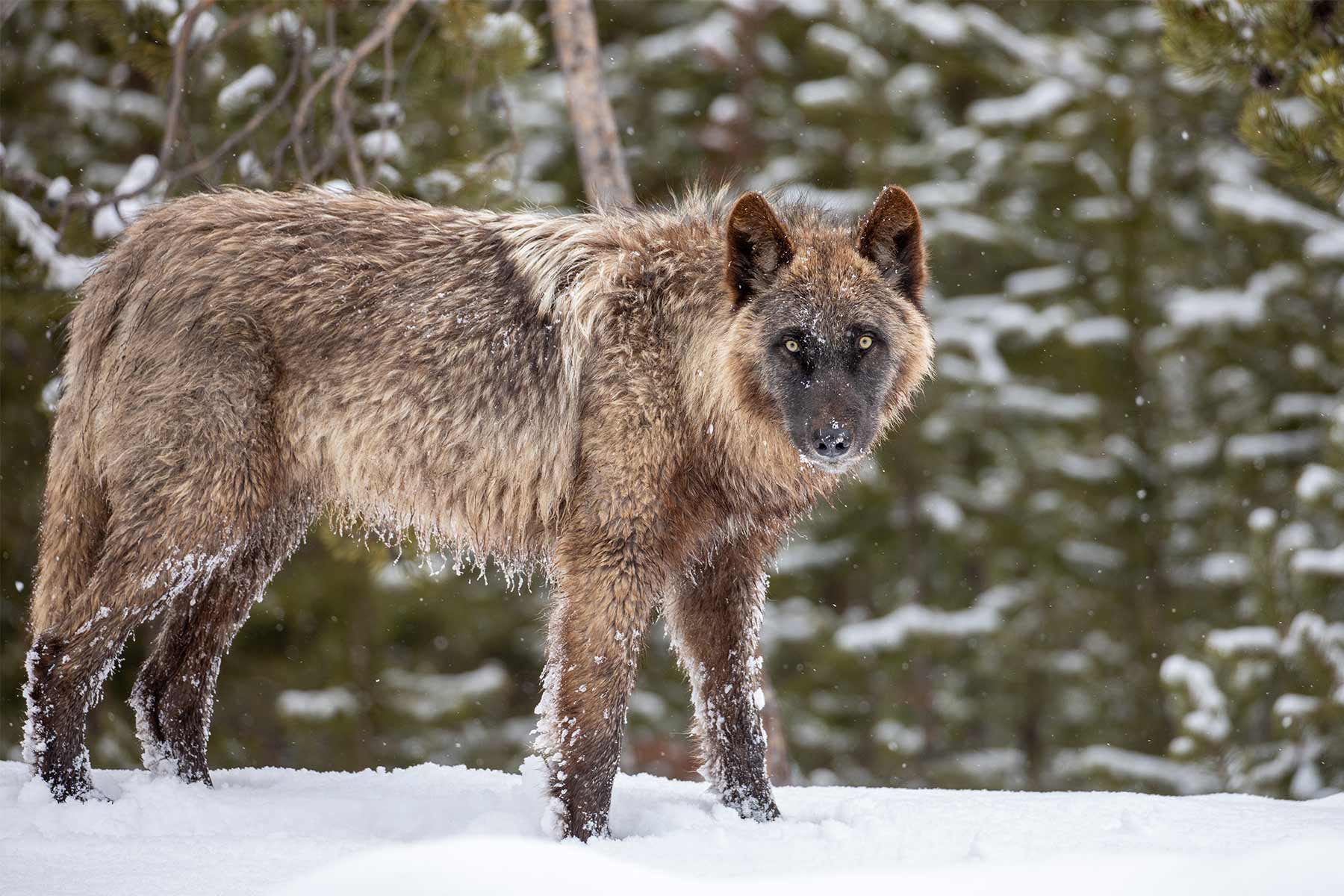 Prime Locations for Winter Wildlife Observation in Yellowstone