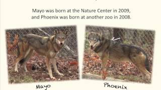 Red Wolf at WNC Nature Center