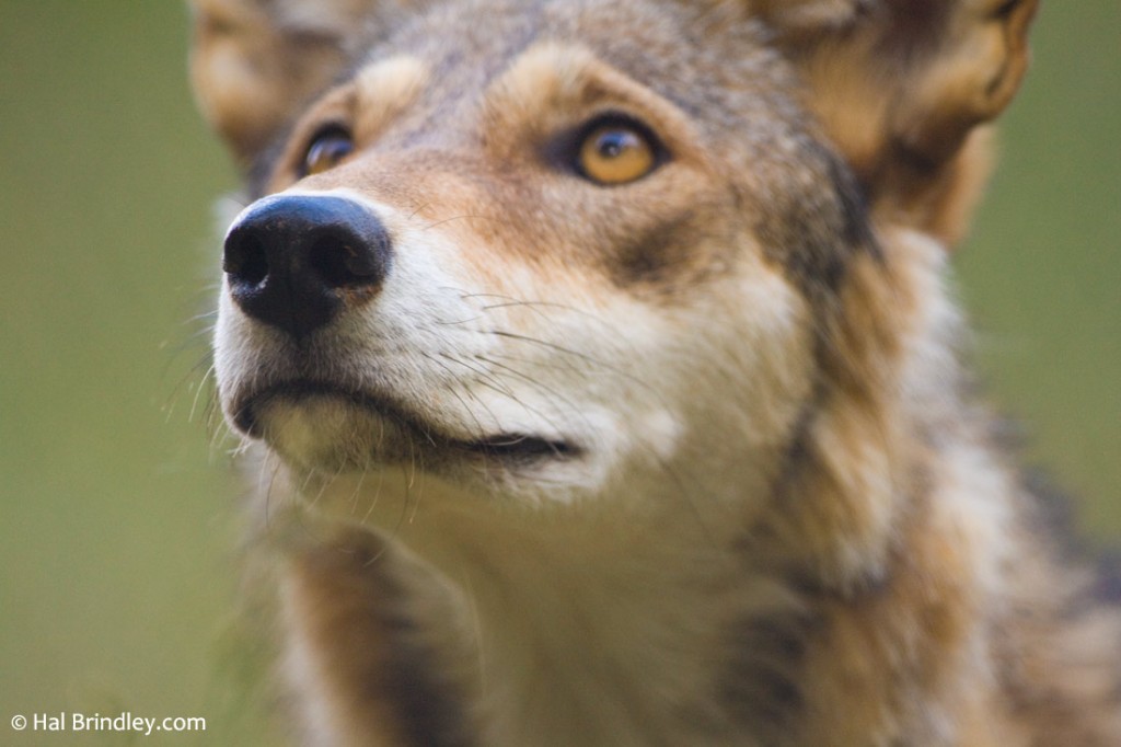 Crimson Wolf at WNC Nature Center
