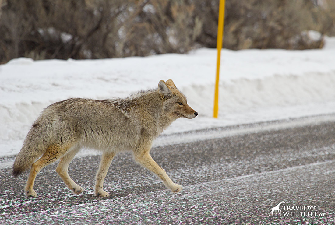 Prime Locations for Winter Wildlife Observation in Yellowstone