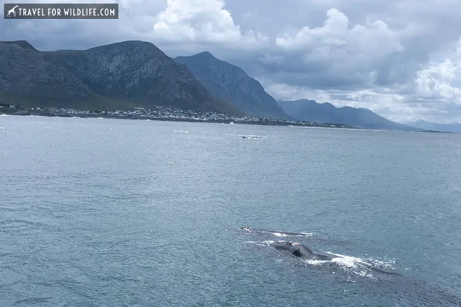 Watching Whales in Hermanus, South Africa