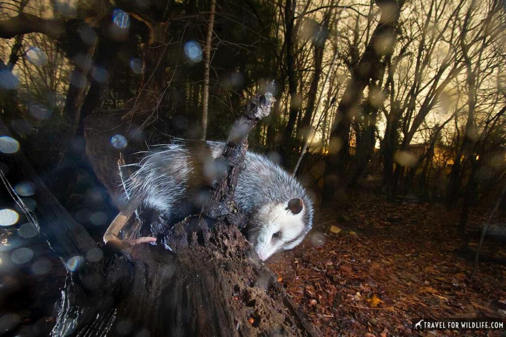 The Adaptable Applications of the Opossum Tail