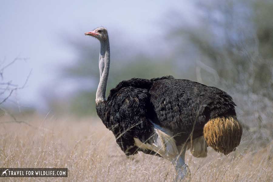 44 Bird Species You Might Encounter in Kruger National Park