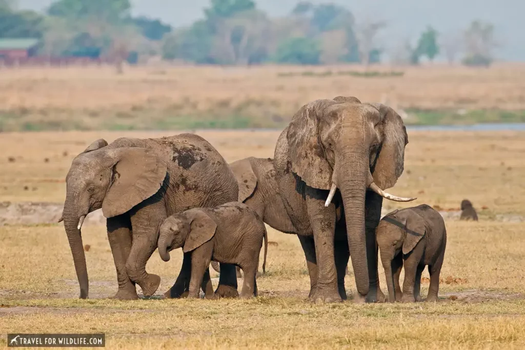 6 Chobe Safari Lodges for Your Botswana Experience