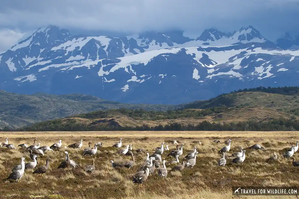 A Guide for Birdwatching Fans: Birds of Patagonia