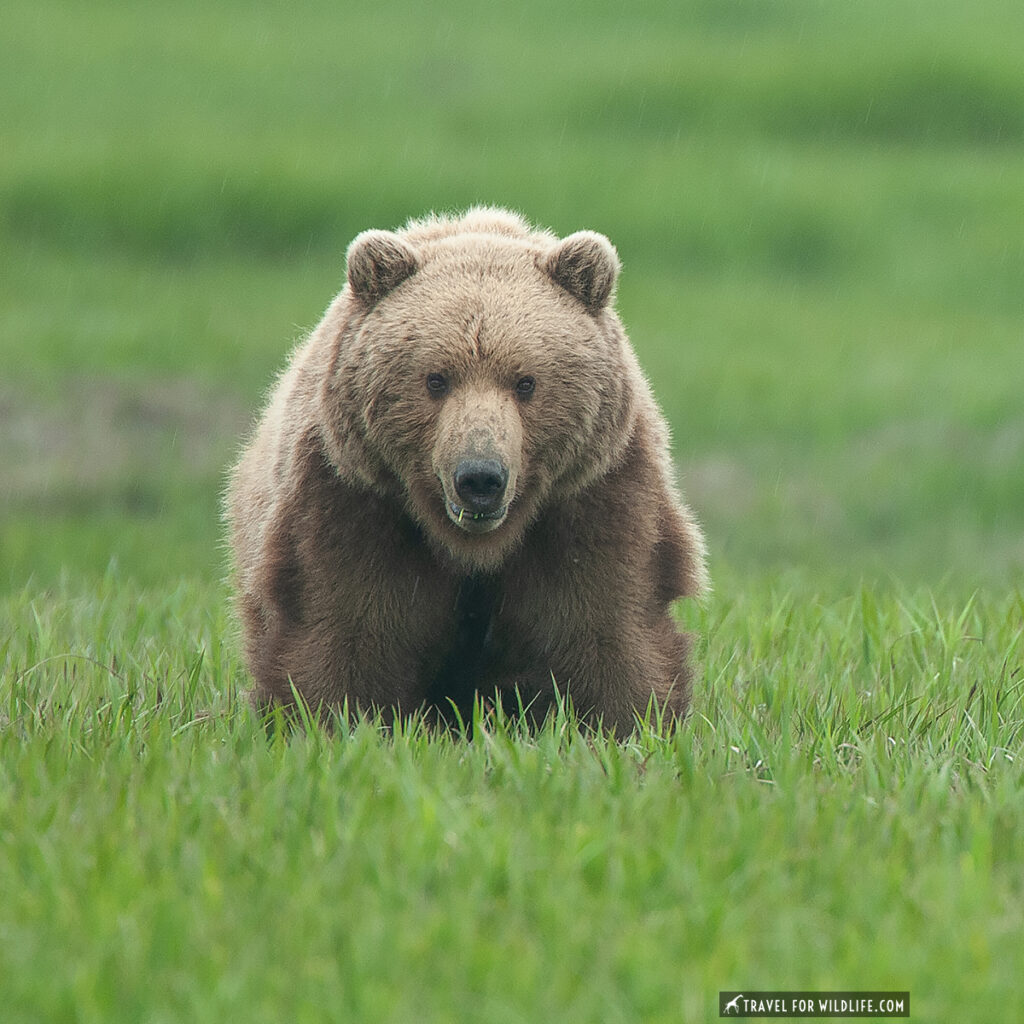 Bear Safety Guidelines for Hiking and Camping in Bear Areas