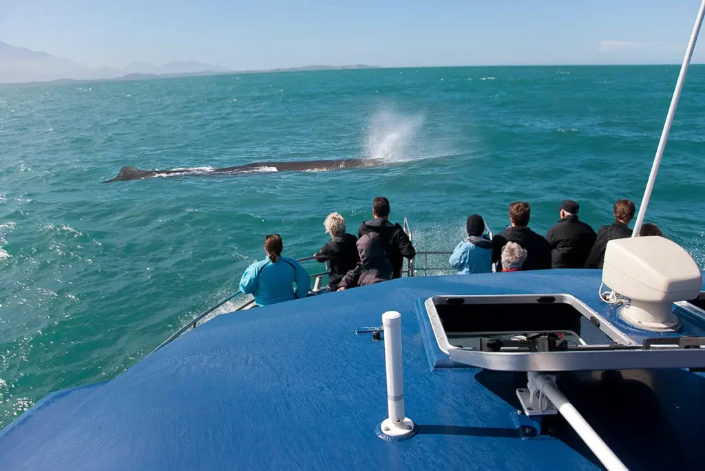 Oceanic Journey Beckons: Observing Whales in New Zealand